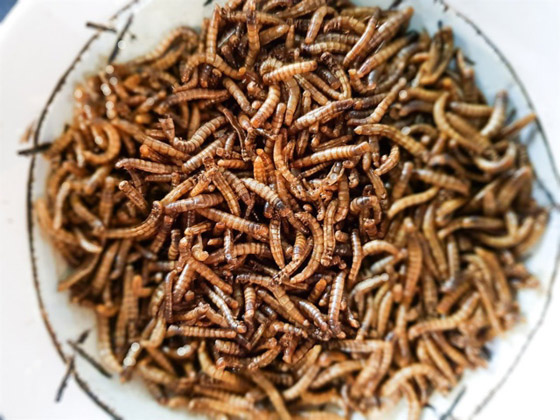 أول مطعم يقدم وجبات من الحشرات فقط في جنوب أفريقيا! فيديو وصور صورة رقم 1