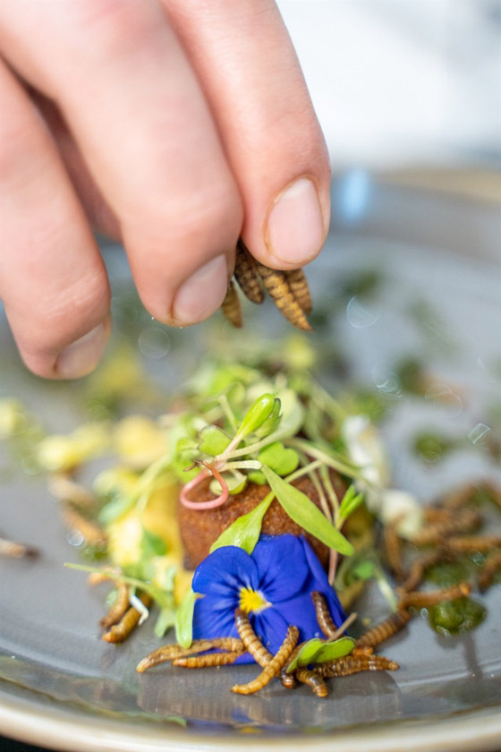 أول مطعم يقدم وجبات من الحشرات فقط في جنوب أفريقيا! فيديو وصور صورة رقم 3