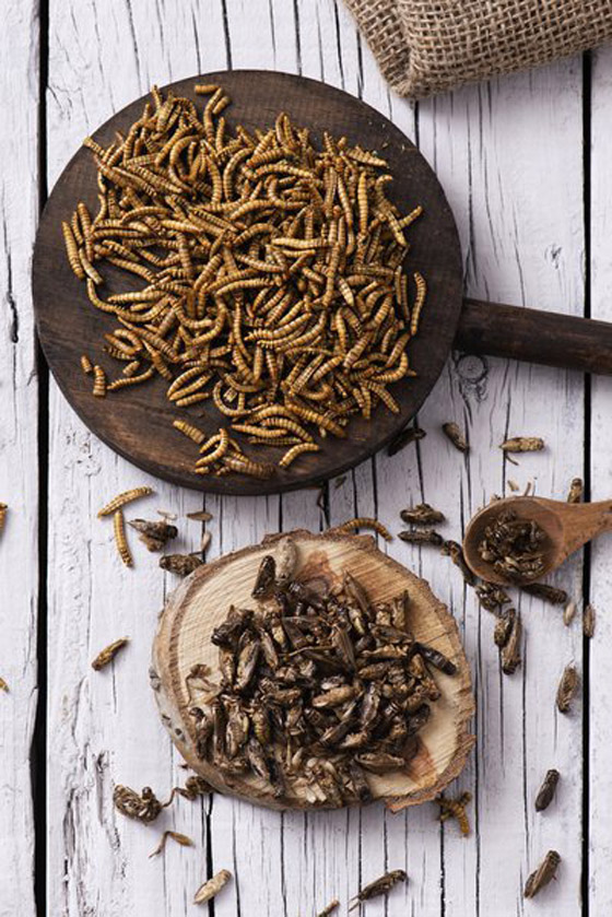 أول مطعم يقدم وجبات من الحشرات فقط في جنوب أفريقيا! فيديو وصور صورة رقم 7