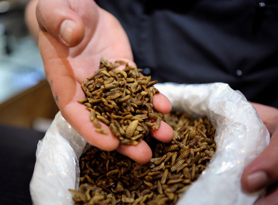 أول مطعم يقدم وجبات من الحشرات فقط في جنوب أفريقيا! فيديو وصور صورة رقم 9