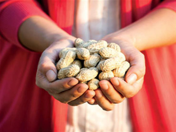 ضوء أخضر لأول علاج لحساسية الفول السوداني صورة رقم 2