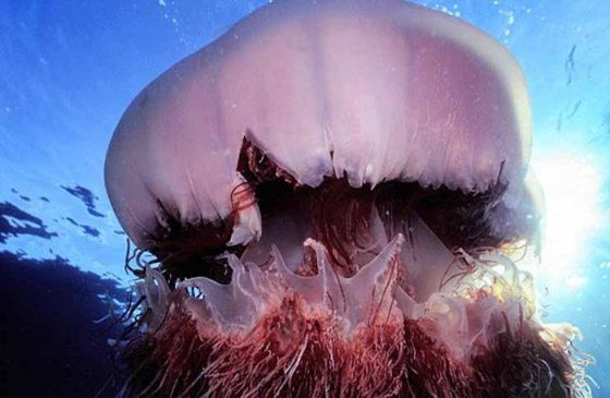 منتشرة وتسبب الوفاة.. أخطر الأطعمة حول العالم صورة رقم 4 منتشرة وتسبب الوفاة.. أخطر الأطعمة حول العالم صورة رقم 4