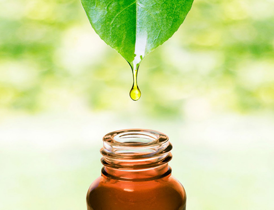 زيت شجرة الشاي.. فوائد من الرأس حتى القدمين صورة رقم 2