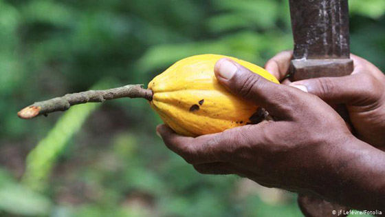 اليوم العالمي للشوكولاتة: الكاكاو المجبول بالاستغلال والفقر والألم صورة رقم 8