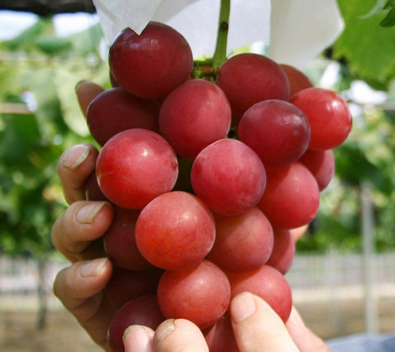 بالصور: إليكم أغلى عنب في العالم.. 910 دولار للعنقود الواحد! صورة رقم 3