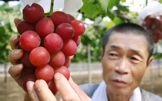 بالصور: إليكم أغلى عنب في العالم.. 910 دولار للعنقود الواحد! صورة رقم 1