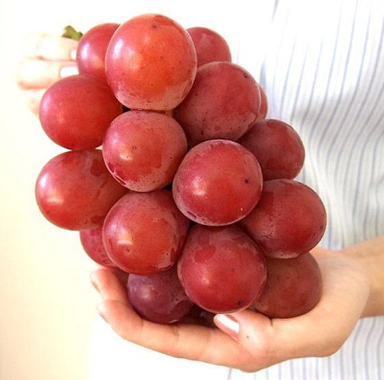 بالصور: إليكم أغلى عنب في العالم.. 910 دولار للعنقود الواحد! صورة رقم 11