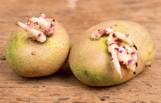 أكلات مفيدة يحظر تناولها بشكل خاطئ صورة رقم 2 أكلات مفيدة يحظر تناولها بشكل خاطئ صورة رقم 2