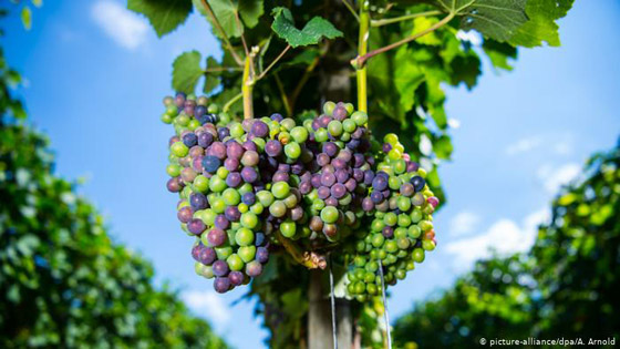 أطعمة تخلصكم من سموم الجسم.. تعرفوا اليها صورة رقم 1