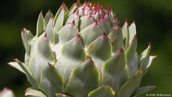 أطعمة تخلصكم من سموم الجسم.. تعرفوا اليها صورة رقم 10