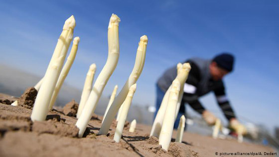 أطعمة تخلصكم من سموم الجسم.. تعرفوا اليها صورة رقم 5