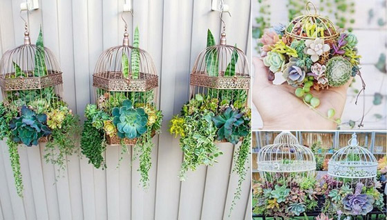 تشكيلات مدهشة للنباتات في المنزل صورة رقم 1