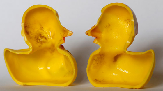 بطة الاستحمام الشهيرة.. 