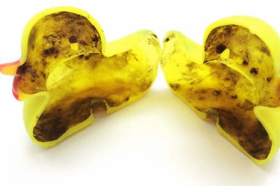 بطة الاستحمام الشهيرة.. 