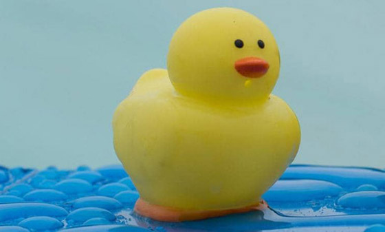 بطة الاستحمام الشهيرة.. 