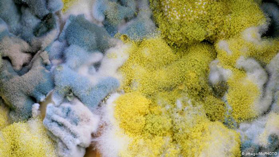 أبرز الأسباب لانتشار الجراثيم في الغذاء! صورة رقم 2 أبرز الأسباب لانتشار الجراثيم في الغذاء! صورة رقم 2