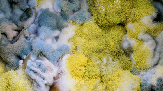 تعرفوا إلى أبرز أسباب انتشار الجراثيم (العدو الخفي) في الطعام والغذاء! صورة رقم 2 تعرفوا إلى أبرز أسباب انتشار الجراثيم (العدو الخفي) في الطعام والغذاء! صورة رقم 2