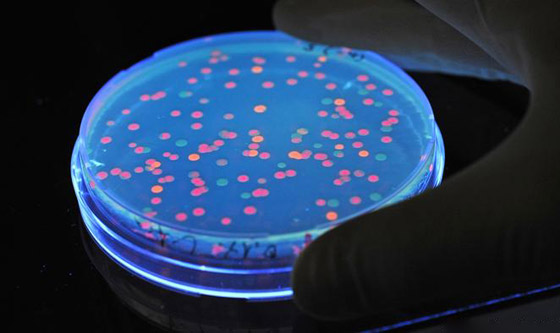 تعرفوا إلى أبرز أسباب انتشار الجراثيم (العدو الخفي) في الطعام والغذاء! صورة رقم 3 تعرفوا إلى أبرز أسباب انتشار الجراثيم (العدو الخفي) في الطعام والغذاء! صورة رقم 3