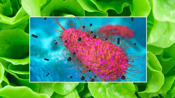 تعرفوا إلى أبرز أسباب انتشار الجراثيم (العدو الخفي) في الطعام والغذاء! صورة رقم 5 تعرفوا إلى أبرز أسباب انتشار الجراثيم (العدو الخفي) في الطعام والغذاء! صورة رقم 5