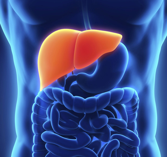 تصغر الإنسان.. 5 أعضاء في الجسم أصغر عمرا مما نتصور! صورة رقم 3