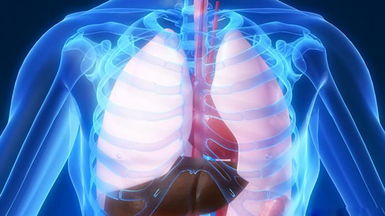 تصغر الإنسان.. 5 أعضاء في الجسم أصغر عمرا مما نتصور! صورة رقم 6