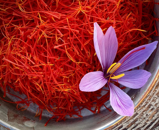 يُعتبر من أقدم وأغلى التوابل في العالم.. تعرفوا على فوائد الزعفران المدهشة صورة رقم 1 يُعتبر من أقدم وأغلى التوابل في العالم.. تعرفوا على فوائد الزعفران المدهشة صورة رقم 1