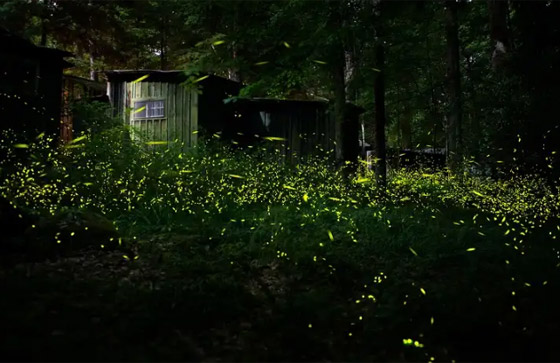    5 -        