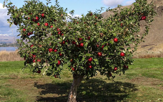 نوع جديد من التفاح يمكن تخزينه في الثلاجة لمدة عام كامل صورة رقم 3 نوع جديد من التفاح يمكن تخزينه في الثلاجة لمدة عام كامل صورة رقم 3