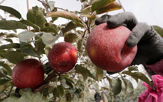 نوع جديد من التفاح يمكن تخزينه في الثلاجة لمدة عام كامل صورة رقم 4 نوع جديد من التفاح يمكن تخزينه في الثلاجة لمدة عام كامل صورة رقم 4