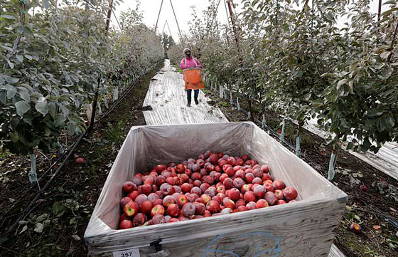 نوع جديد من التفاح يمكن تخزينه في الثلاجة لمدة عام كامل صورة رقم 5 نوع جديد من التفاح يمكن تخزينه في الثلاجة لمدة عام كامل صورة رقم 5