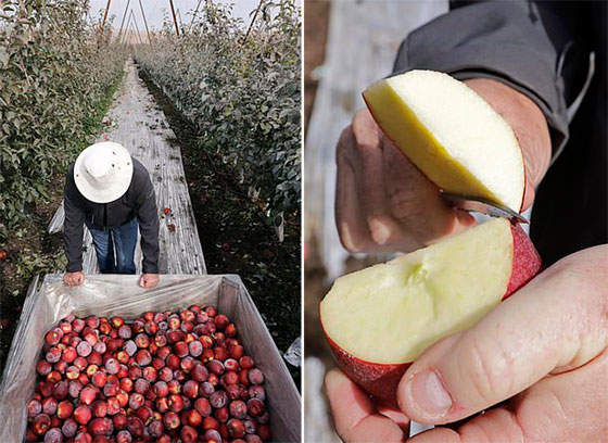 نوع جديد من التفاح يمكن تخزينه في الثلاجة لمدة عام كامل صورة رقم 6 نوع جديد من التفاح يمكن تخزينه في الثلاجة لمدة عام كامل صورة رقم 6