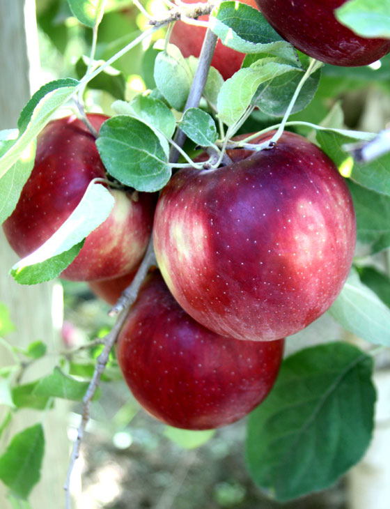 نوع جديد من التفاح يمكن تخزينه في الثلاجة لمدة عام كامل صورة رقم 8 نوع جديد من التفاح يمكن تخزينه في الثلاجة لمدة عام كامل صورة رقم 8