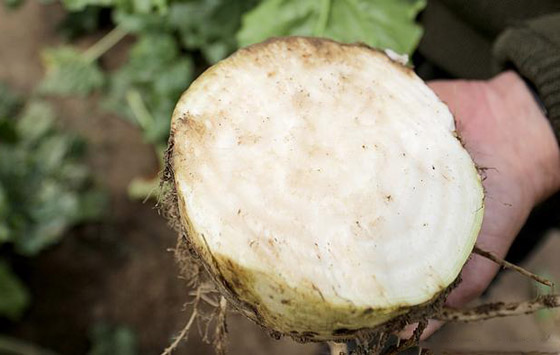 بعيدا عن السكر.. بدائل جيدة من محليات طبيعية بسعرات حرارية أقل صورة رقم 7