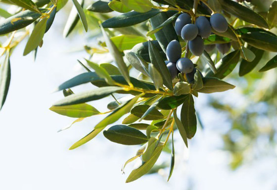 إليكم 10 طرق طبيعية للتخلص من التهاب الحلق وتهدئة آلامه صورة رقم 5