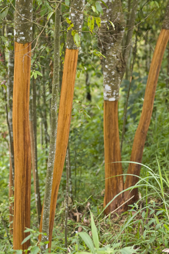 فوائد القرفة العلاجية أكبر مما تتخيل! صورة رقم 2 فوائد القرفة العلاجية أكبر مما تتخيل! صورة رقم 2