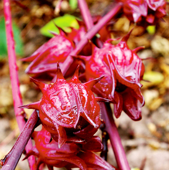 فوائد الكركديه لمعالجة تساقط الشعر وتعزيز نموه صورة رقم 10
