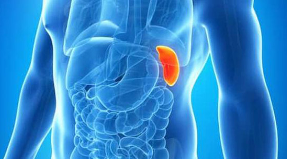 لا تتجاهلها.. أعراض تدل على التهاب الطحال تستلزم استشارة الطبيب فورا! صورة رقم 3