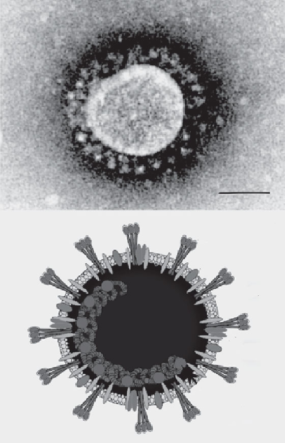 وفاة الطبيب الصيني الذي حذر من فيروس كورونا وهددته الشرطة ليصمت! صورة رقم 54