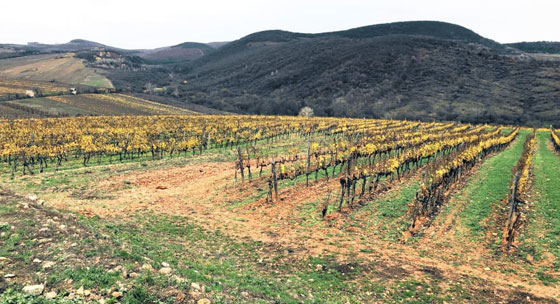 إنتاج أغلى زجاجة نبيذ في العالم... كيف صٌنعت؟ صورة رقم 4 إنتاج أغلى زجاجة نبيذ في العالم... كيف صٌنعت؟ صورة رقم 4