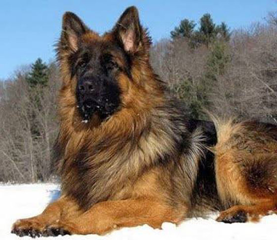 صورة رقم 3 - صور: تعرفوا إلى أخطر وأشرس 5 كلاب حول العالم صورة رقم 3 - صور: تعرفوا إلى أخطر وأشرس 5 كلاب حول العالم