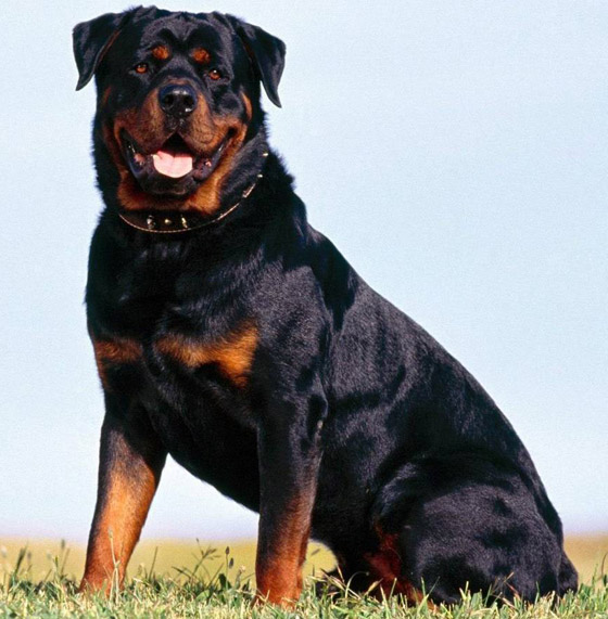 صورة رقم 4 - صور: تعرفوا إلى أخطر وأشرس 5 كلاب حول العالم صورة رقم 4 - صور: تعرفوا إلى أخطر وأشرس 5 كلاب حول العالم