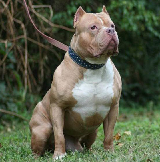 صورة رقم 5 - صور: تعرفوا إلى أخطر وأشرس 5 كلاب حول العالم صورة رقم 5 - صور: تعرفوا إلى أخطر وأشرس 5 كلاب حول العالم