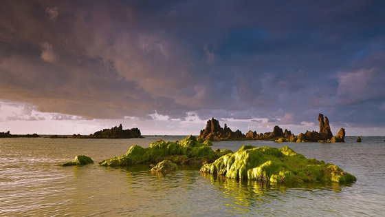 الطحالب أفضل بديل للحوم وقد تنقذ كوكبنا صورة رقم 2