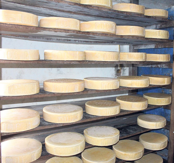 بالفيديو.. تعرفوا إلى أقسى جبنة في العالم في أعلى جبال الهيمالايا صورة رقم 11 بالفيديو.. تعرفوا إلى أقسى جبنة في العالم في أعلى جبال الهيمالايا صورة رقم 11