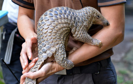 بعد الخفافيش.. آكل نمل غريب آخر المتهمين بنقل كورونا صورة رقم 6