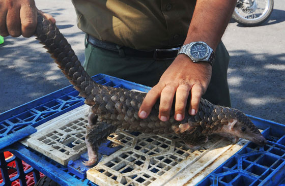 بعد الخفافيش.. آكل نمل غريب آخر المتهمين بنقل كورونا صورة رقم 7