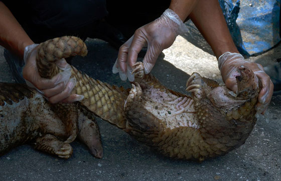بعد الخفافيش.. آكل نمل غريب آخر المتهمين بنقل كورونا صورة رقم 2