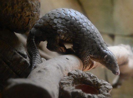 بعد الخفافيش.. آكل نمل غريب آخر المتهمين بنقل كورونا صورة رقم 8