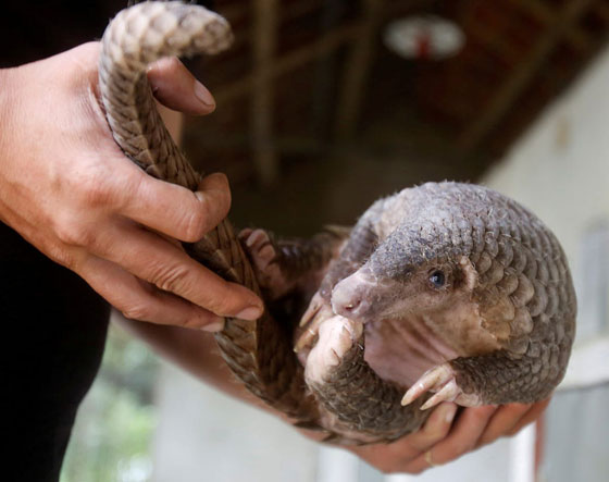 بعد الخفافيش.. آكل نمل غريب آخر المتهمين بنقل كورونا صورة رقم 9