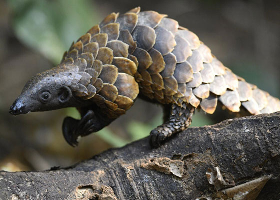 بعد الخفافيش.. آكل نمل غريب آخر المتهمين بنقل كورونا صورة رقم 1